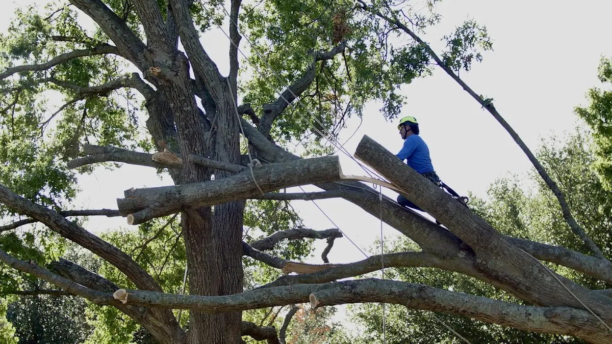 Professional Crown Thinning performed by certified arborists in Rowlett