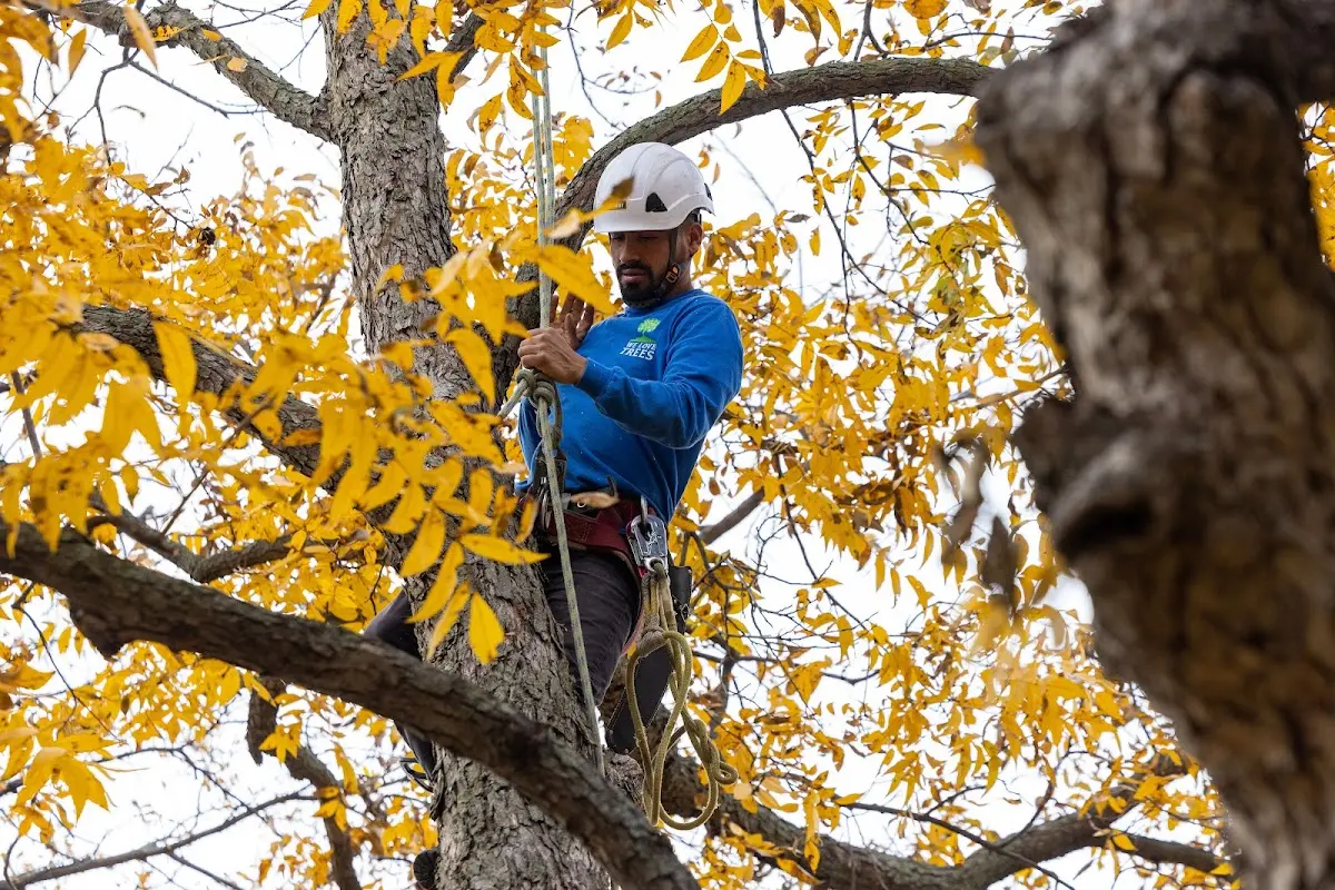 Skilled Storm Damage Cleanup crew working in Rowlett